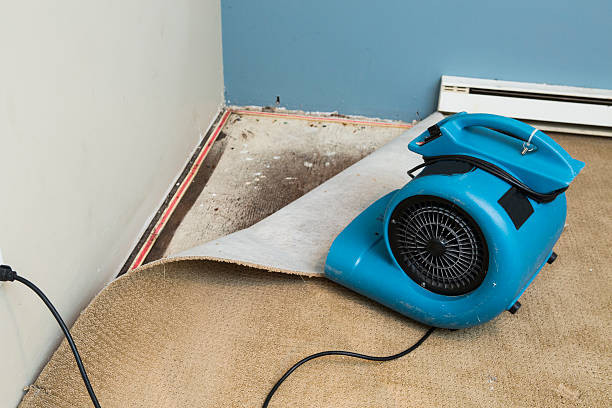 Best Local water damage restoration  in Aristocrat Ranchettes, CO